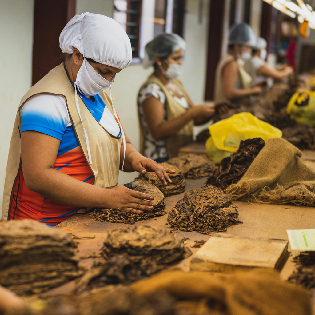 Cigar Production